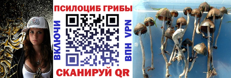 kraken ссылки  Ессентуки  Псилоцибиновые грибы Psilocybe 